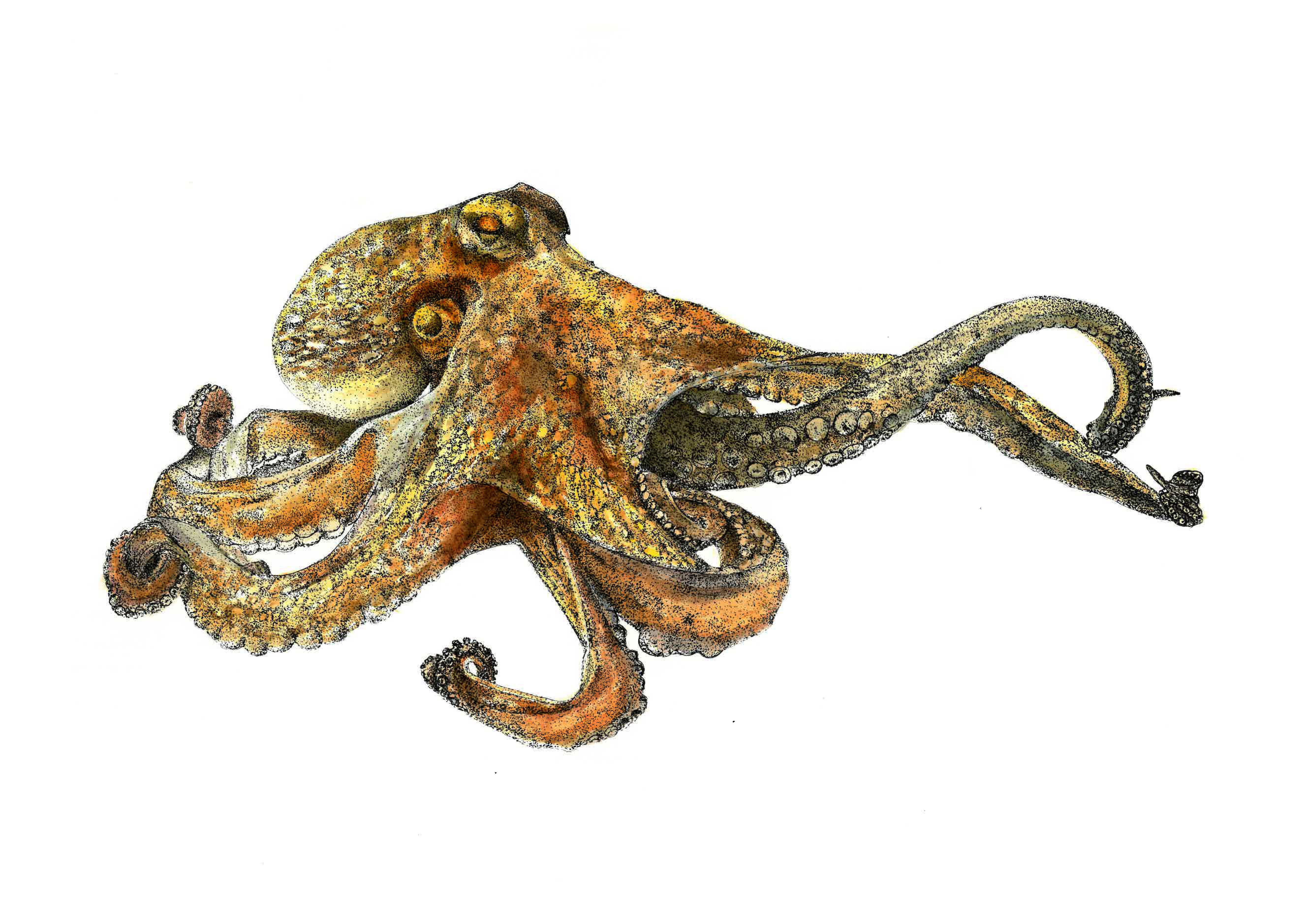 Fauna marina